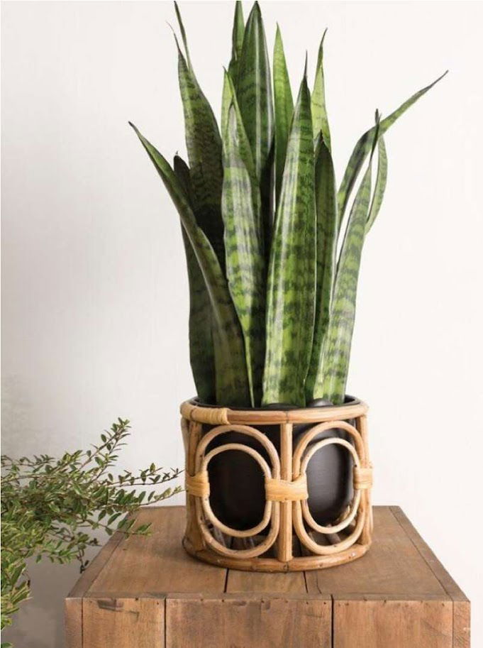 Handwoven Cane Table Planter Holder – Indoor & Outdoor Décor (Pack of 2)