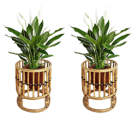 Cane Rattan Indoor Outdoor Planter Stand for Home and Office Decor (Pack of 2)