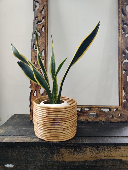 Bamboo Cane (Rattan) Planter - Storage Basket - Office Basket (20x20x20) cm